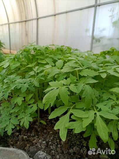 Рассада капусты, помидоры