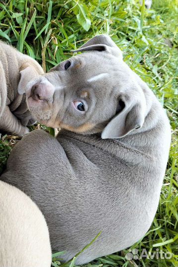 Американский булли