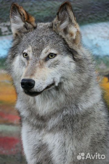 Чучело/шкура волка