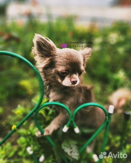 Лиловый кобель чихуахуа на вязку