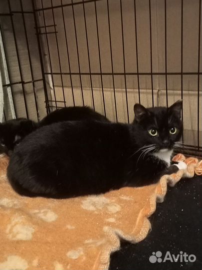 Очень красивая кошка Валенсия