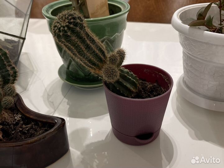 Комнатные цветы и горшки для цветов