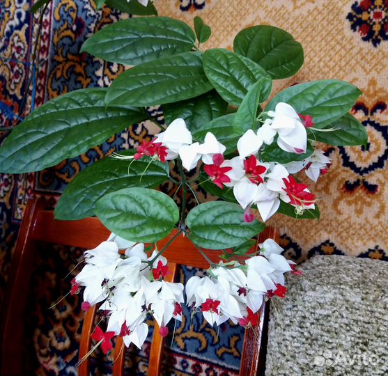 Клеродендрумы (17 сортов)