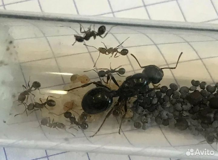 Messor structor самки