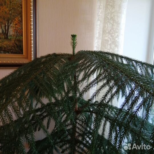 Араукарию отдаю в дар