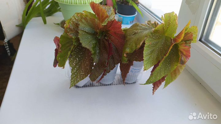 Бегония(медвежье ухо)