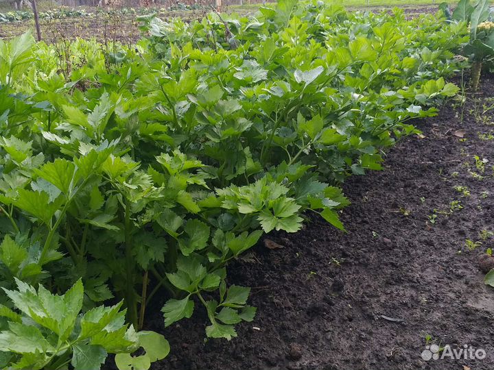 Сельдерей листовой