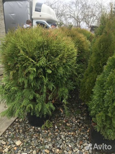 Туя вудварди