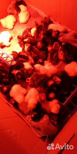 Инкубационное яйцо, цыплята