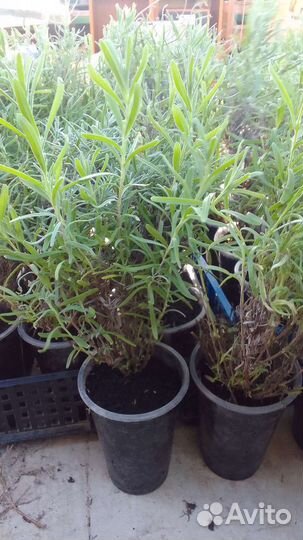 Крымская Лаванда сорт 