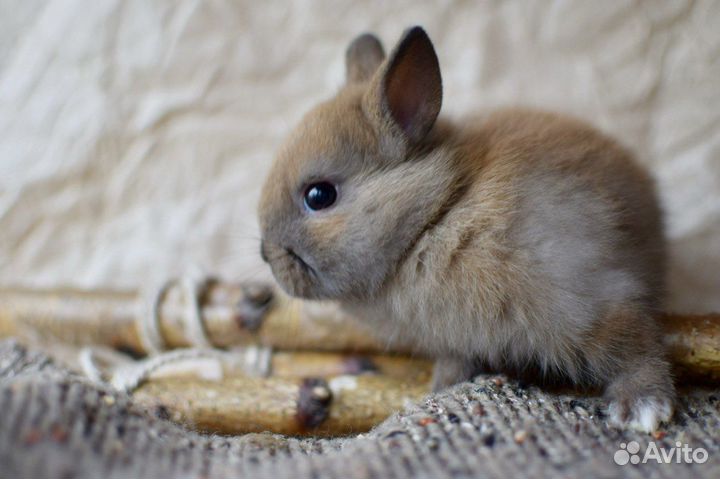 Карликовые, декоративные кролики разных пород