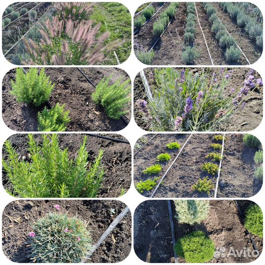 Плодово- ягодные, декоративные культуры