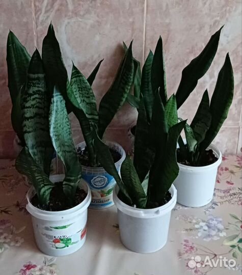 Сансевиерия (щучий хвост)