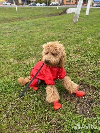 Вязка той-пудель