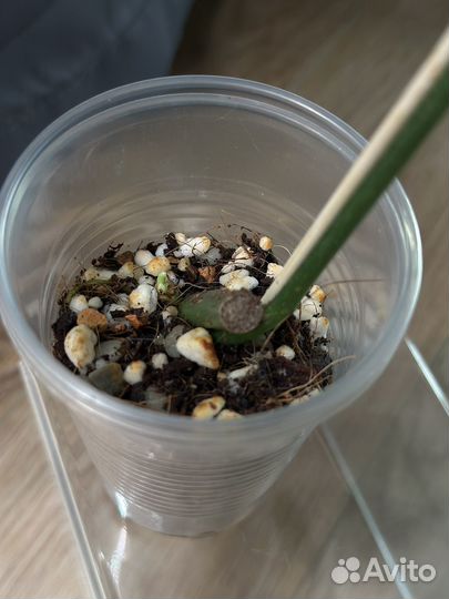 Филодендрон глориус glorious