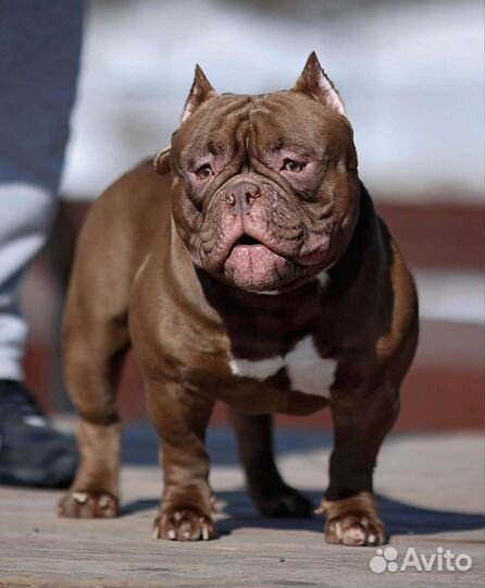 Американский булли экзот. Вязка