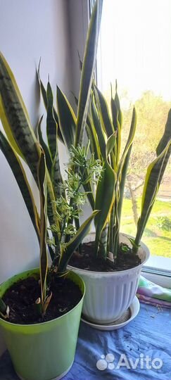 Сансевиерия (Щучий хвост)