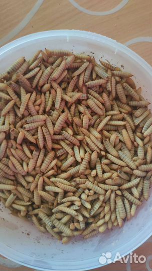 Лечинка черной львинки