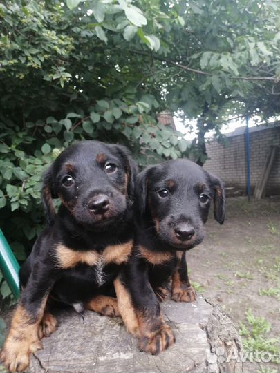 Щенки ягдтерьера