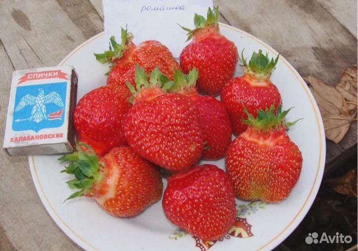 Усы клубники