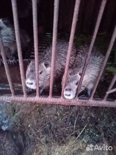 Продаю нутрий