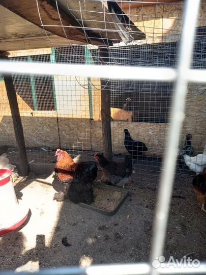 Куры петухи