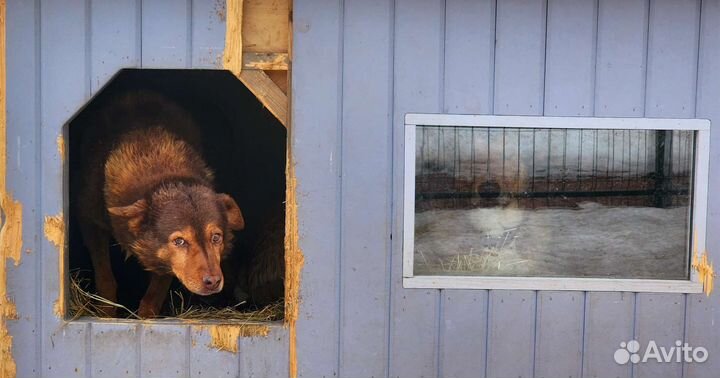Ищет добрый дом красивая собака
