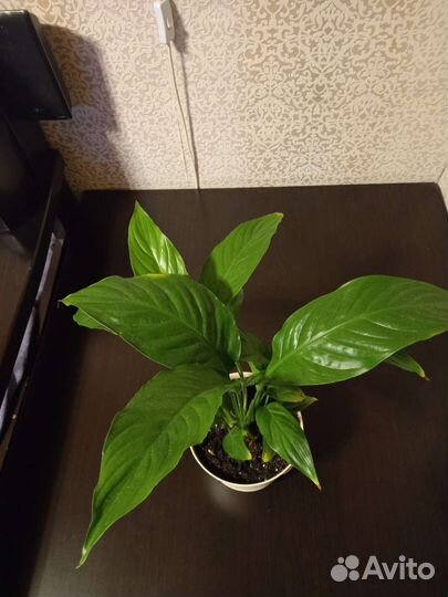 Фикус,замиакулькас,спатифилум,и др цветы