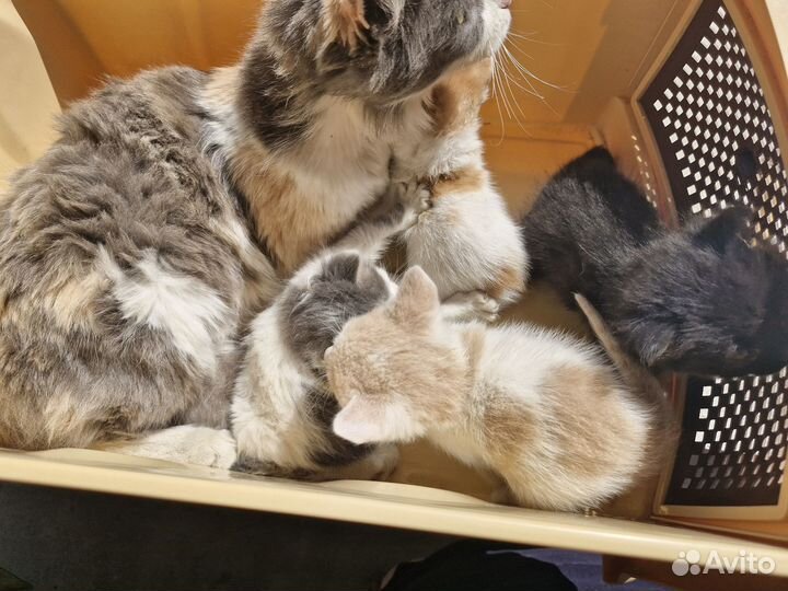 Отдам котят в добрые руки