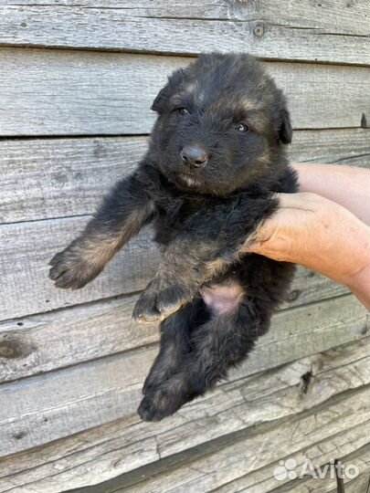 Щенки немецкой овчарки