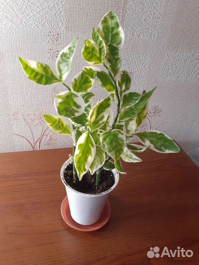 Комнатные растения