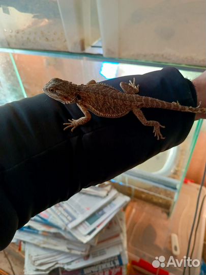 Бородатая агама