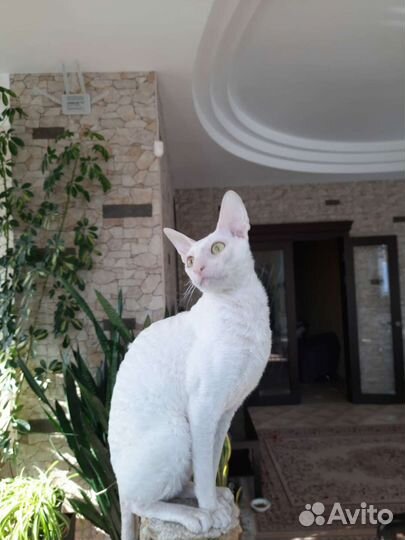 Котята Корниш рекс