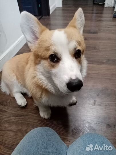 Выгул собак и кошек