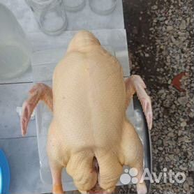 Мясо домашних уток и петушков