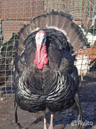 Индюки и индюшки