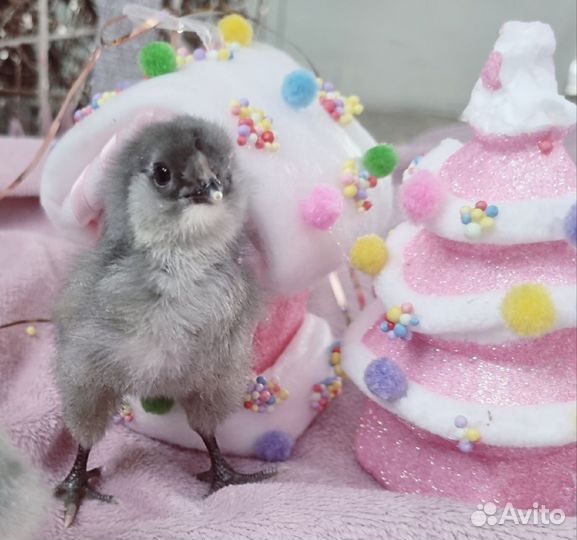 Инкубационное яйцо Амераукана лаванда, цыплята