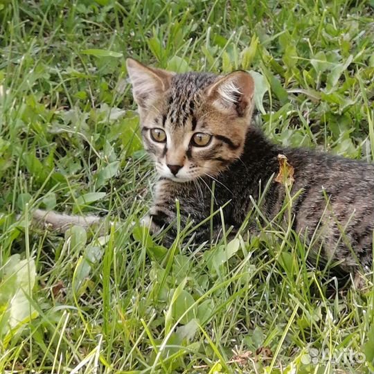 Отдам котенка