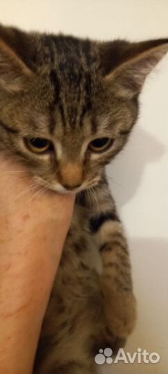 Отдам бесплатно котёнка