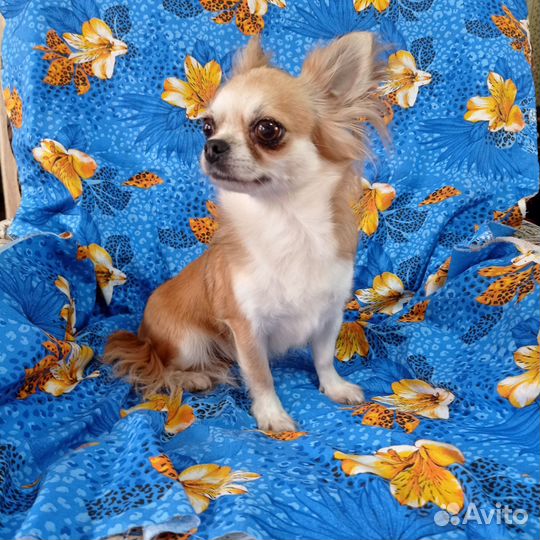 Взрослая девочка