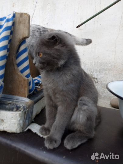 Кошка в дар бесплатно