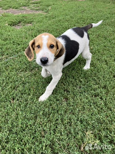 Щенки русской пегой гончей в дар