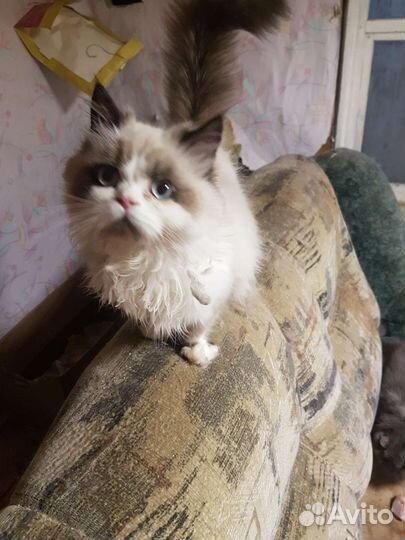 Коты на вязку