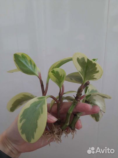 Хойя, пеперомия, хавортия