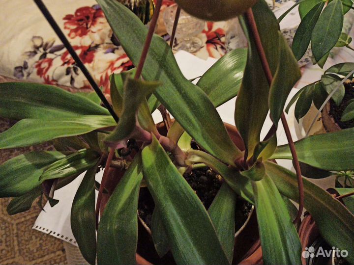 Традисканция родом из Пекина