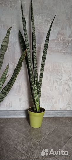 Сансевиерия щучий хвост продам
