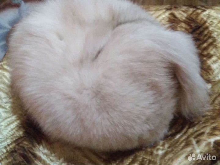 Шапка женская писец