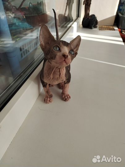 Канадский сфинкс котенок