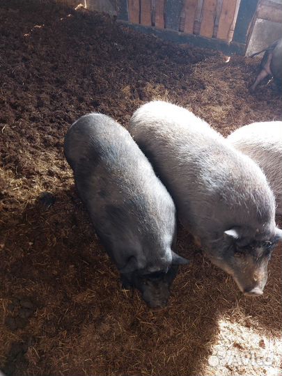 Хряк и Вьетнамские вислобрюхие свиньи
