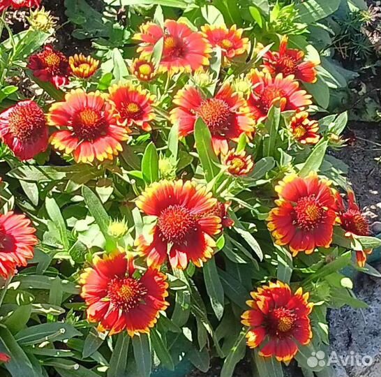 Гайлардия остийстая